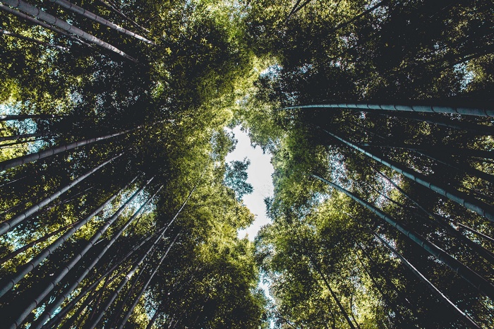 Looking up through a dense bamboo forest