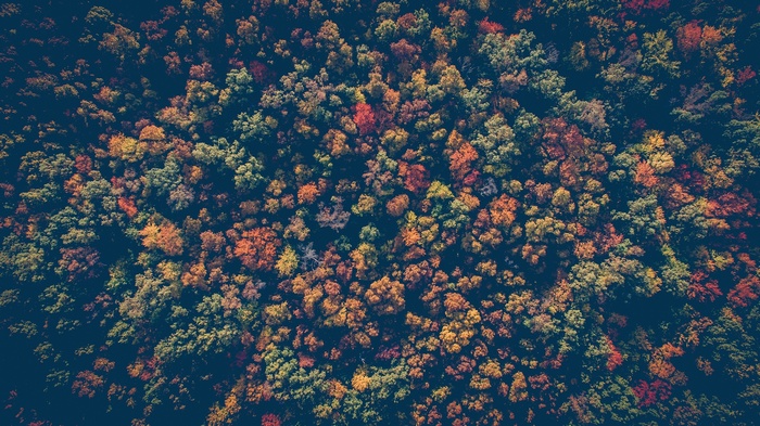 Aerial view of a forest in autumn