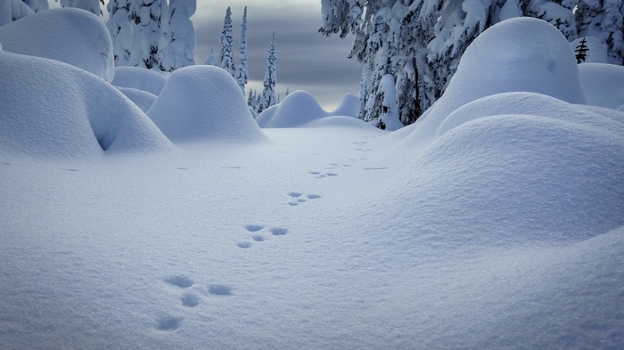 Animal tracks in a snowy forest landscape