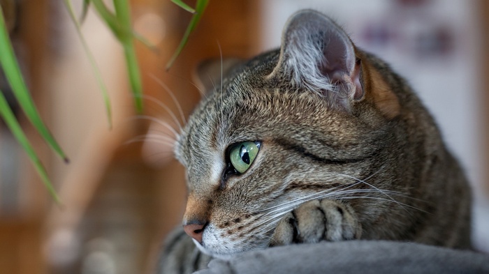 Close-up of a tabby cat's face