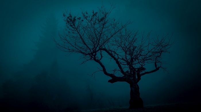 Spooky bare tree in dark foggy forest at night