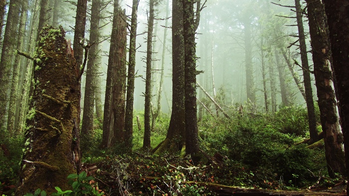 Misty forest with moss-covered trees and ferns