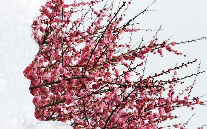 Double exposure of a woman's profile and pink cherry blossoms