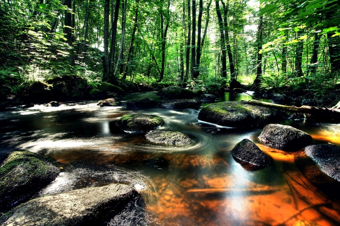 Forest river flowing over mossy rocks