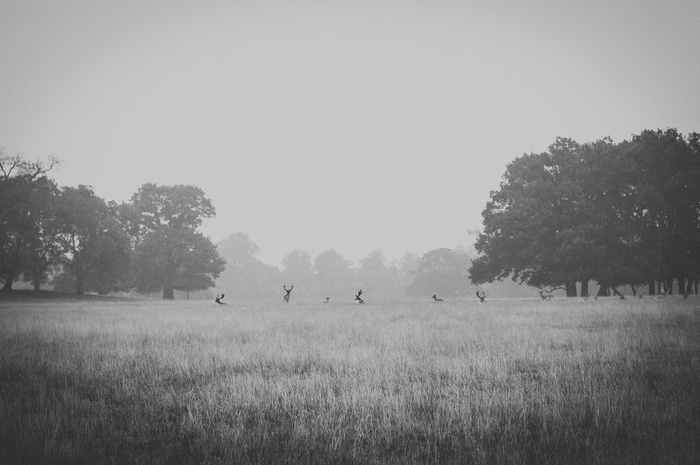 Deer in a misty field with trees