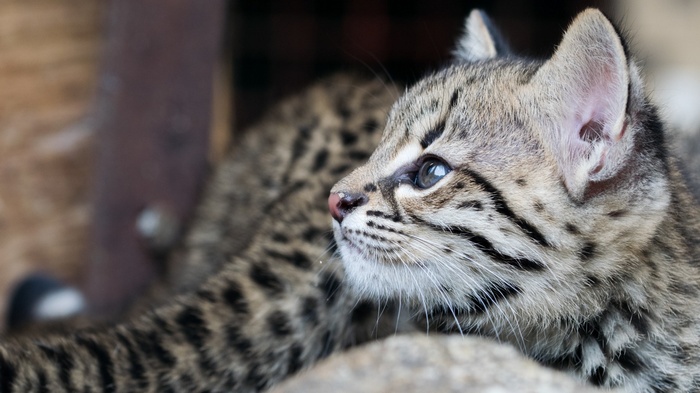 Close-up of a baby ocelot kitten
