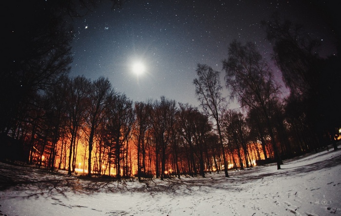 Forest at night with moon and snow