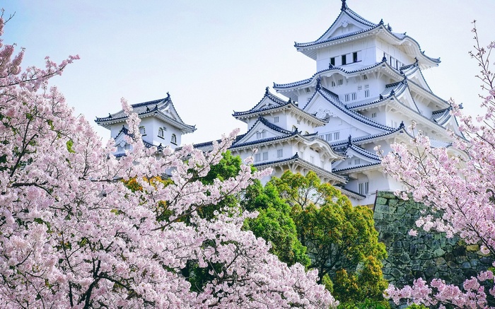 Himeji Castle with Cherry Blossoms