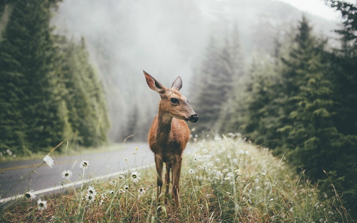 Deer on a foggy road with pine trees