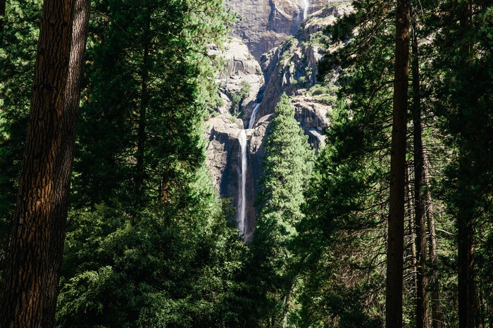 Waterfall in a forest with tall trees