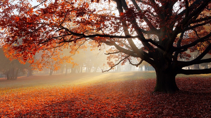 Autumn tree with red leaves and fallen foliage