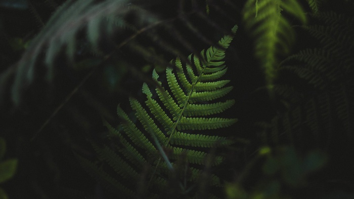 Green fern leaves in dark forest