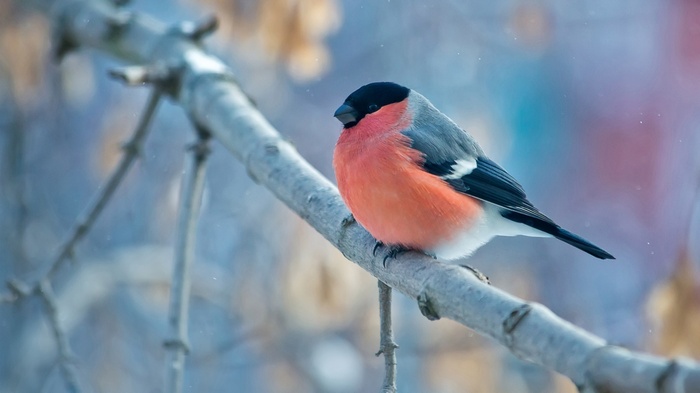 Bullfinch bird perched on a branch in winter