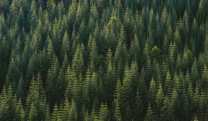 Dense forest of evergreen trees