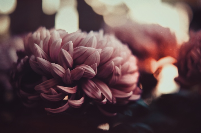 Close-up of a pink chrysanthemum flower
