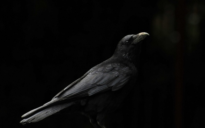 A black crow looks up against a dark background