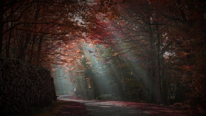 Sunlight filtering through autumn trees in a forest