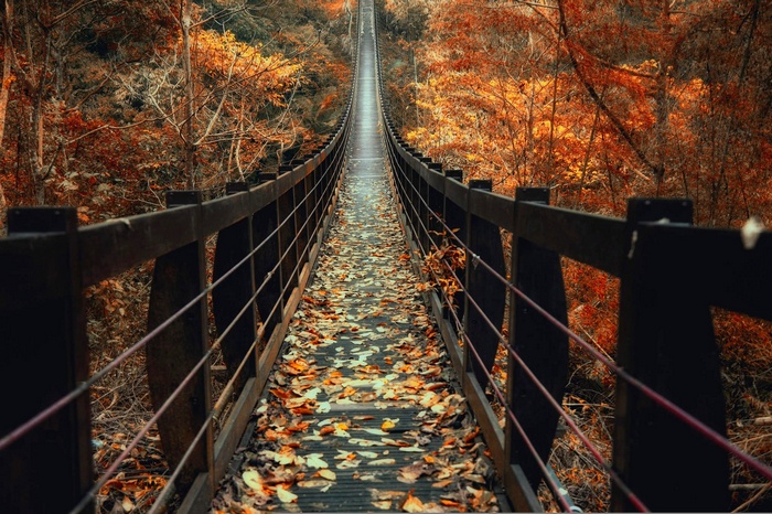 Suspension bridge covered in autumn leaves in a forest