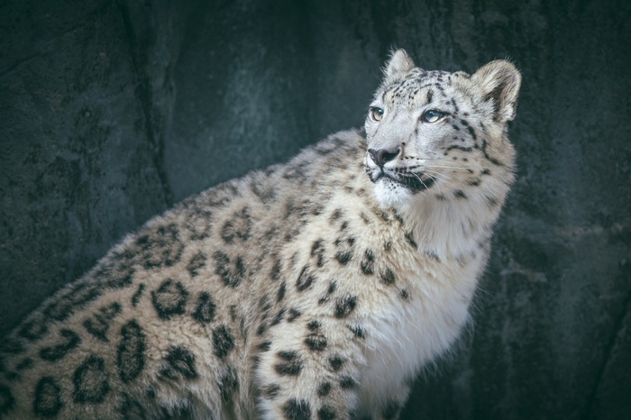 Snow leopard with spotted fur against a dark rock background