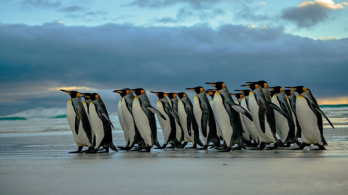 A group of king penguins walking on a beach