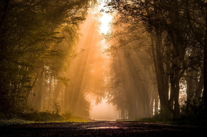 Sun rays through misty forest trees onto a road
