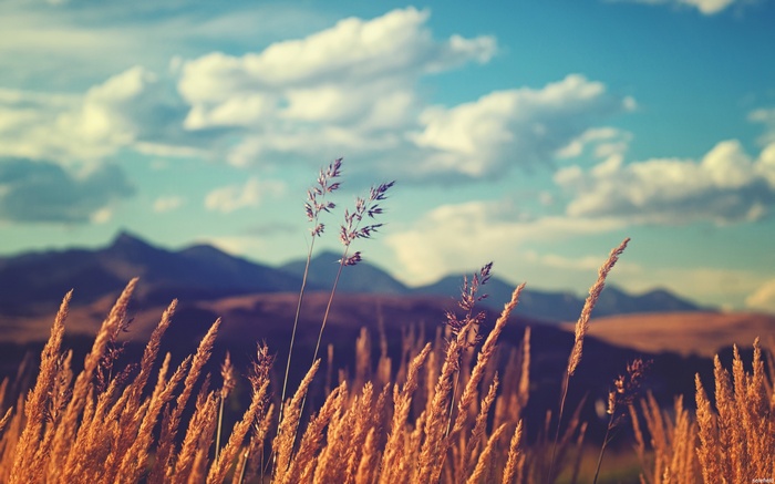 Field of wheat with mountains and clouds
