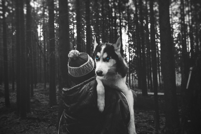Siberian Husky with blue eyes held by person in forest