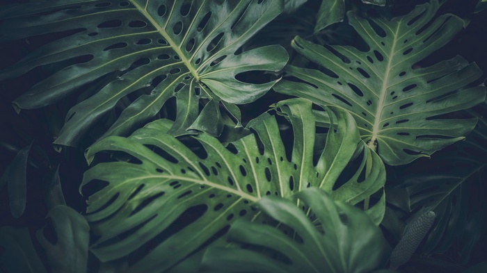 Monstera deliciosa leaves in a dark setting