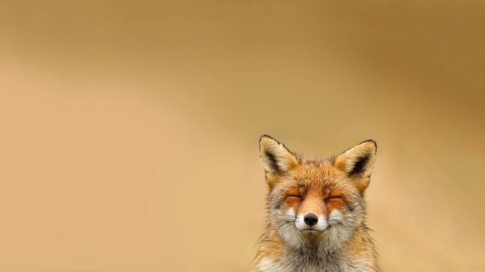A fox with eyes closed in a field