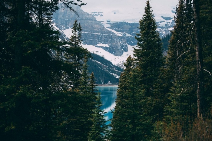 Forest overlooking a lake and snow-capped mountains