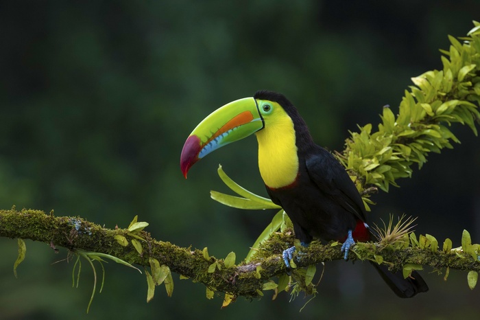Keel-billed toucan perched on a mossy branch