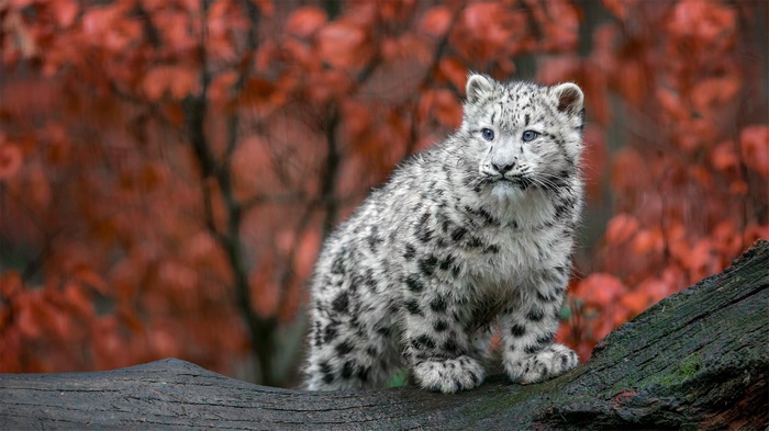 Snow leopard cub on a log with autumn leaves