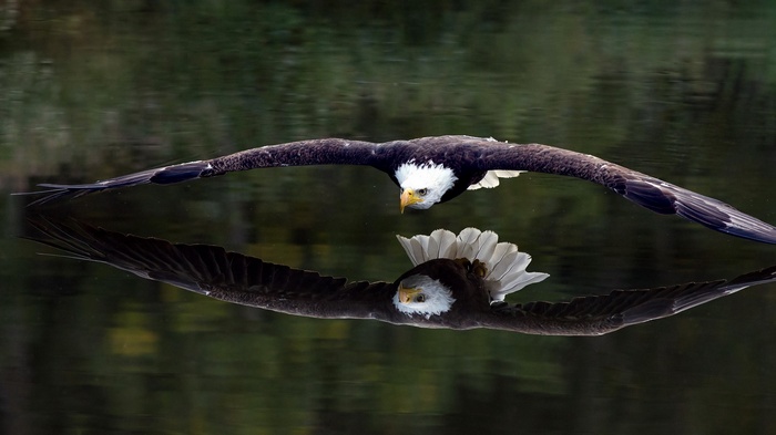 Bald eagle flying over water with reflection