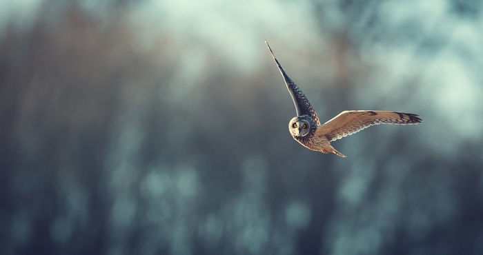 Short-eared owl in flight