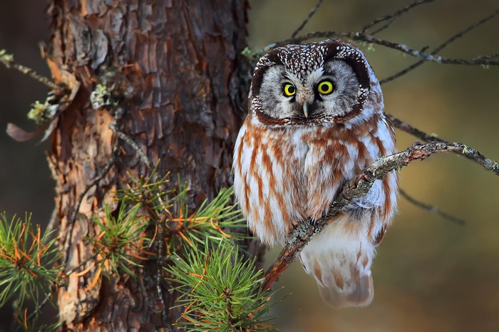 Boreal owl perched on a tree branch