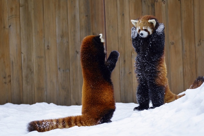 Two red pandas standing in the snow