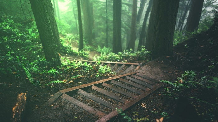Wooden stairs descending into a misty forest