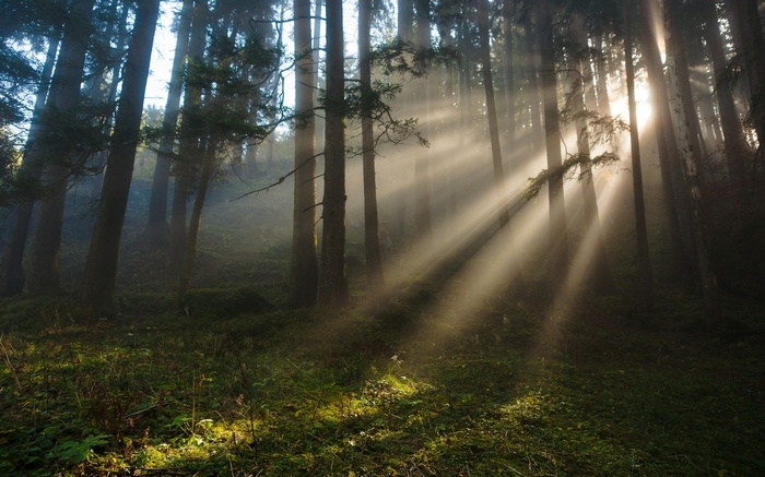 Sunlight beams through a misty forest