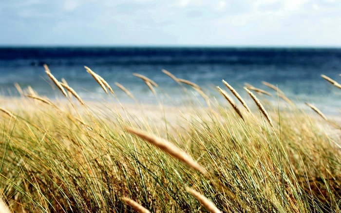 Tall grass blowing in the wind at the beach