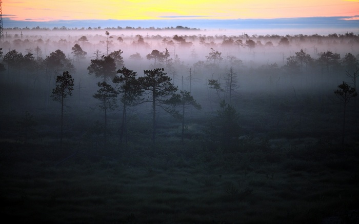 Misty forest landscape at sunrise