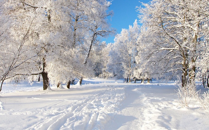 Snow-covered trees in a winter forest with a path