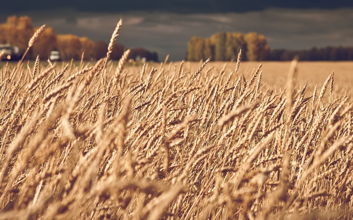 Wheat field with trees and vehicles in the background