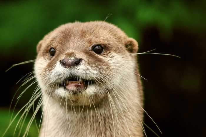 Close-up of an otter's face with mouth open