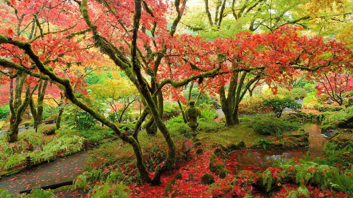 Japanese Garden in Autumn with Red Maple Trees