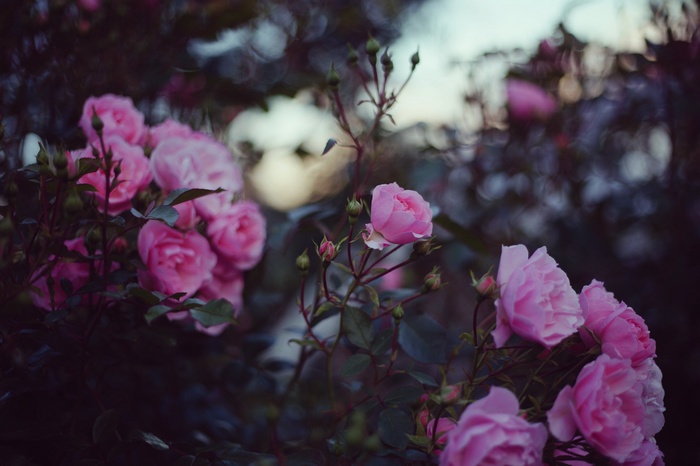 Pink roses blooming in a garden with blurred background