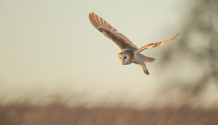 Barn owl in flight over a field at sunset