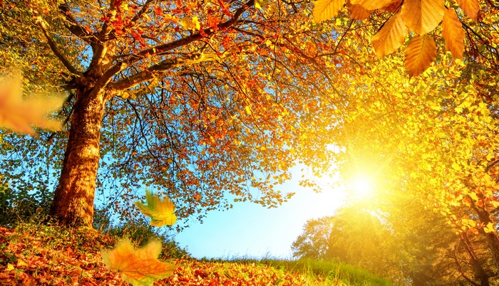 Autumn trees with falling leaves and bright sun