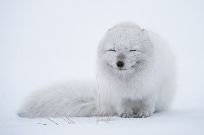 white, fox, animals, wildlife, arctic fox, snow