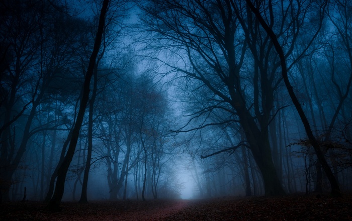 Dark, foggy forest with bare trees