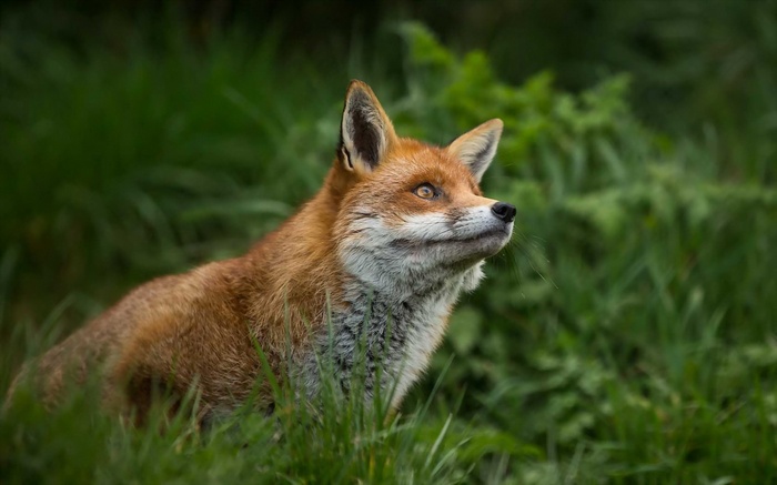 Red fox looking up in tall green grass